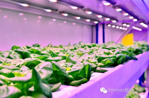 餐桌背后的中國 給現(xiàn)實中的食品工業(yè)來一點科幻的味道