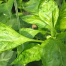  澧縣洪發(fā)調(diào)味食品廠 主營(yíng) 辣椒 豆瓣 小麥等 醬