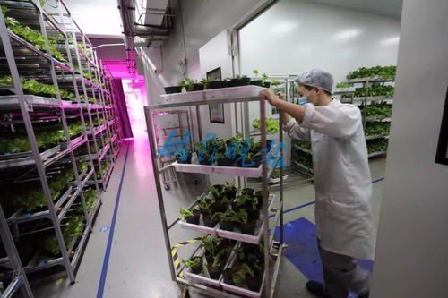 納尼 松下電器,在蘇州種菜賣(mài)菜了 車(chē)間里都是菜菜菜