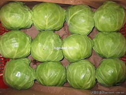 中國蔬菜網 -歡迎加入中國蔬菜網!