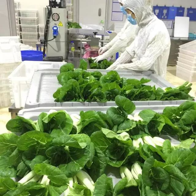 厲害了!LED植物工廠蔬菜榮登金磚國(guó)宴