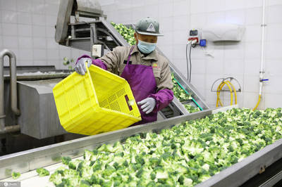 江蘇濱海蔬菜走出國(guó)門遠(yuǎn)銷歐美年產(chǎn)值3億元以上