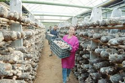 山西萬榮縣壯香知合作社 香菇產(chǎn)業(yè)引領(lǐng)群眾致富路