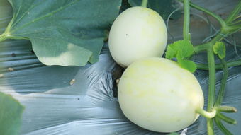 匯泉農(nóng)業(yè) 農(nóng)副產(chǎn)品收購的專業(yè)力量，為何你還不知道？